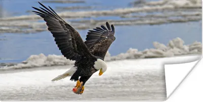 Produktbild von MuchoWow® Poster Weißkopfseeadler - Weißgesicht - Fliegen - Vogel - Adler - Fisch 40x20 cm - Poster für die Wand - Poster Schlafzimmer