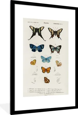 Produktbild von MuchoWow® MuchoWow® Gerahmtes Poster Schmetterling - Vintage - Insekten 60x90 cm - Poster mit zchwarzem Bilderrahmen - Dekoration - Wandposter Wohnzimmer - Hochwertig