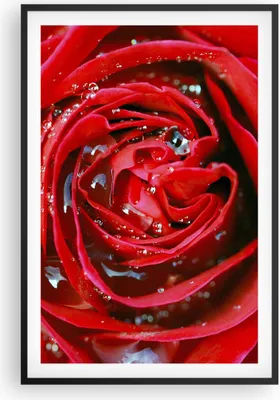 Produktbild von Gerahmtes Poster - Schwarzer Rahmen - Rose Blume Blütenblätter Tau - 61x91,5 cm - Wand Bild - Wanddeko - Wandbilder - Wandposter - Bilderrahmen - Bilder - Kunstdruck - Wandbild - P2BPA61x91-1518