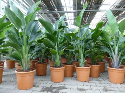 Produktbild von Strelitzia Strelitzie weiß Augusta 160 - 180 cm, Paradiesvogelblume
