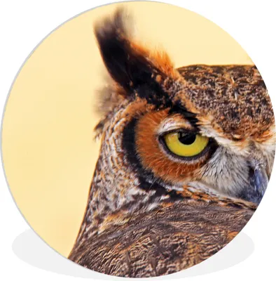 Produktbild von MuchoWow® Rundes Wandbild - Runde Bilder Eule - Vogel - Gelb Ø 60 cm Kreis Wanddekoration Kunststoff - Wandkreis - Wandschmuck - Wand Kreis - Das Schlafzimmer - Die Bilder - Wandmalerei - Kunst für das Haus - das Plastik