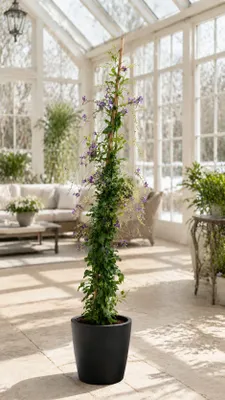 Produktbild von Duftende Himmelsblüte ‘Geisha Girl’ 100–150 cm – Duranta erecta, Taubenbeere mit lila Blüten, exotische Kübelpflanze, KI-generiertes Bild