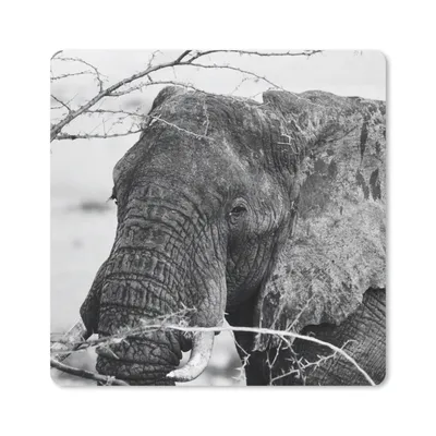 Produktbild von MuchoWow® Mauspad Mousepad Elefant - Tiere - Äste - Natur - Schwarz und weiß 20x20 cm - Mousepads - Maus Mat - Pad - Mausunterlage - Desk Mat - Bureauartikeln