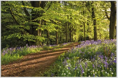 Produktbild von Wallario Wandbild Blaues Hasenglöckchen im Sommerwald, Größe: 61 x 91,50 cm, Poster mit weißem Aluminiumrahmen