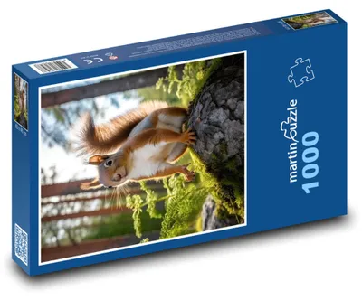 Obrázok produktu pre Puzzle 1000 Veverička na Lesnom Strome - martinpuzzle