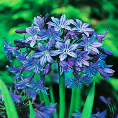 Immagine prodotto di Agapanthus Agapanty Agapant africano Blu Blue 1 piantina