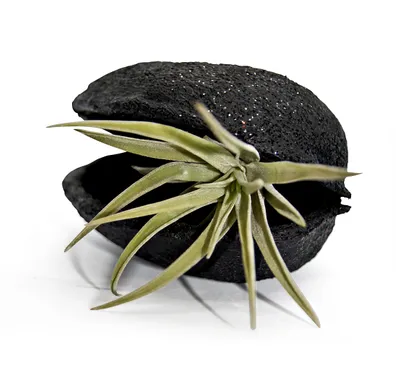 Zdjęcie produktu dla Egzotyczna doniczka "Pterygota alata" w kolorze czarnym, z rośliną Tillandsia, zestaw 1 sztuka, kolor zielony