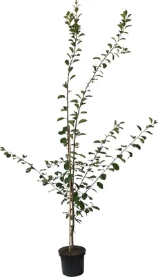 Produktbild von Hanita ® Pflaumenbaum - Buschbaum Topfballen (Versandzeit: ganzjährig)