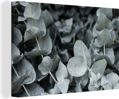Produktbild von MuchoWow® - Leinwandbilder - Natur - Pflanzen - Eukalyptus - Blätter, Wandbild, Wanddeko Bilder Wohnzimmer, 90x60 cm
