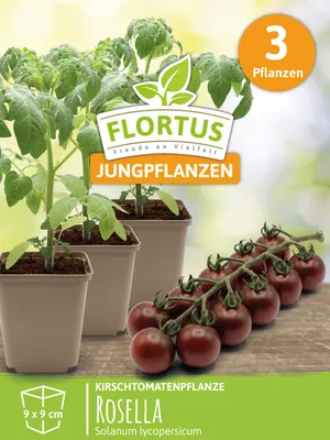 Artikelbild 6 von 'Kirschtomatenpflanze Rosella' aus der Kategorie Kirschtomatenpflanzen