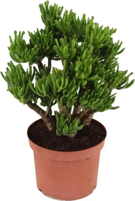 Zdjęcie produktu dla Grubosz - Crassula ovata 'Hobbit' - Wysokość 45-50cm - ⌀23cm