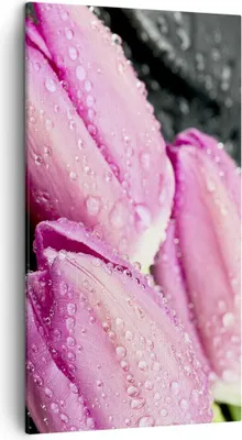 Produktbild von Bild auf Leinwand - Leinwandbild - Tulpen Tau Steine Pflanze - 45x80cm - Wand Bild - Wanddeko - Leinwanddruck - Bilder - Kunstdruck - Wanddekoration - Leinwand bilder - Wandkunst - PA45x80-2485