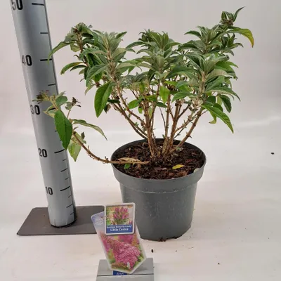 Immagine prodotto di Buddleja dav. Butterfly Candy® Little Cerise - Buddleia | 30-40 cm in vaso
