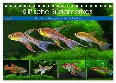 Produktbild von Killifische Südamerikas (Tischkalender 2027 DIN A5 quer), CALVENDO Monatskalender
