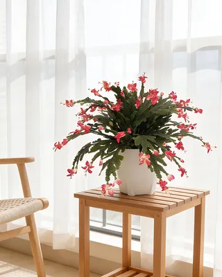 Image de 30 cm de Schlumbergera truncata artificielle, cactus de Thanksgiving, 2 pièces rouges