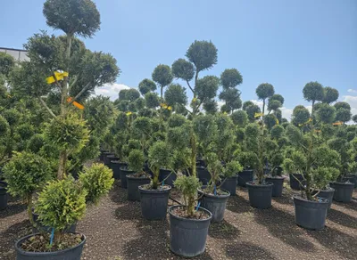 Produktbild von Cupressocyparis Leylandii Gold Rider Pom Pon – 150 cm – Winterhart