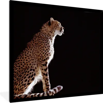 Produktbild von MuchoWow® Gerahmtes Poster Gepard - Tiere - Licht 40x40 cm - Poster mit Schwarzem Bilderrahmen Wandposter Rahmen Foto Bilder - Mit Rahmen - Wanddekoration Schlafzimmer
