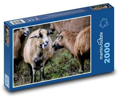 Zdjęcie produktu dla Puzzle 2000 Owce kameruńskie w naturze - martinpuzzle