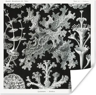 Produktbild von MuchoWow® Poster Moos - Botanisch - Vintage - Schwarz und weiß - Pilz Illustration 100x100 cm - Babyzimmer