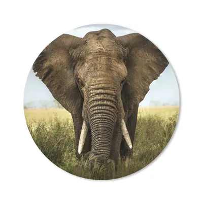 Produktbild von MuchoWow® Mauspad Mousepad Elefant - Natur - Gras - Tiere - Landschaft 20x20 cm - Mousepads - Maus Mat - Pad - Mausunterlage - Schreibtischmatte