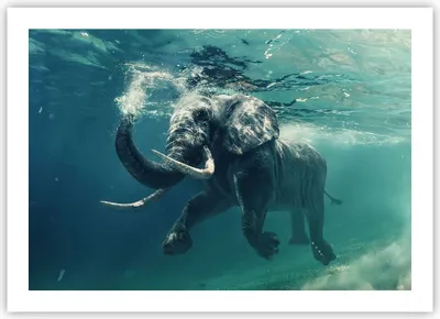 Produktbild von Poster - Poster ohne Rahmen - Elefant Tier Wasser - 70x50 cm - Wand Bild - Wanddeko - Wandbilder - Kunstposter - Wandposter - Bilder - Kunstdruck - Wanddekoration - Wandbild - P2XAA70x50-3944