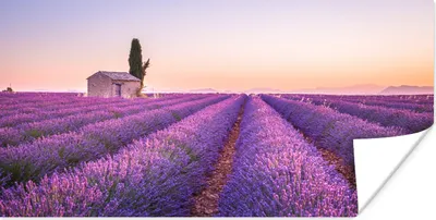 Produktbild von MuchoWow® Poster Lavendel - Sonnenuntergang - Lila - Blumen 40x20 cm - Poster für die Wand - Poster Schlafzimmer
