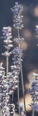 Produktbild von Lesezeichen "Lavendel" - Skona Ting