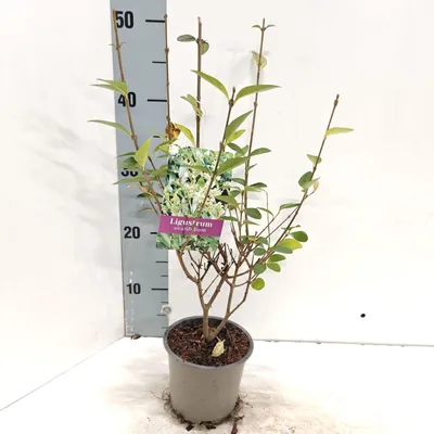 Obrázok produktu pre Ligustrum ovalifolium – liguster | 20/+ v črepníku