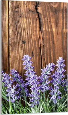 Image de Plaque de recouvrement pour cuisinière 30x52 Vitrocéramiquefeld Couverture anti-éclaboussures Plaque en verre Deko Planche à découper, bois de lavande