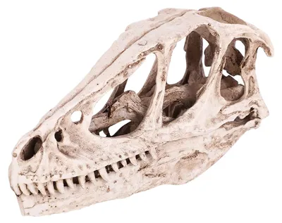 Obrázek produktu pro Solidchoice - Model lebky dinosaura z pryskyřice, určený pro dekorativní a vzdělávací účely