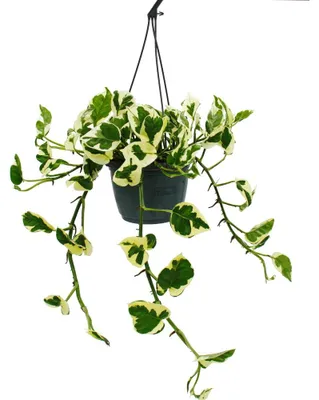 Image de Epipremnum aureum "N'Joy" - Efeutute - à petites feuilles et panaché de blanc - pot à feu tricolore 15cm