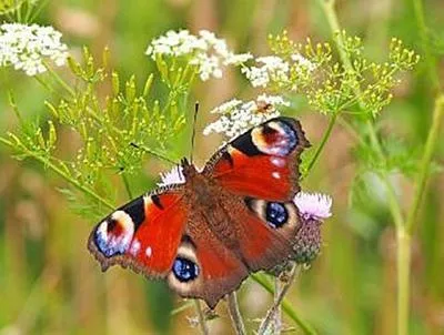 Immagine prodotto di Schmetterling - 500 Teile (Puzzle)