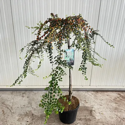 Image de Cotoneaster suec. 'Juliette' - Cotonéaster | 120 cm en pot