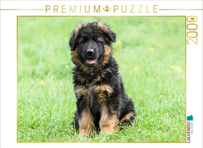 Produktbild von CALVENDO Puzzle Schäferhund - Welpe Langstockhaar | 2000 Teile Lege-Größe 90x67cm Foto-Puzzle für glückliche Stunden
