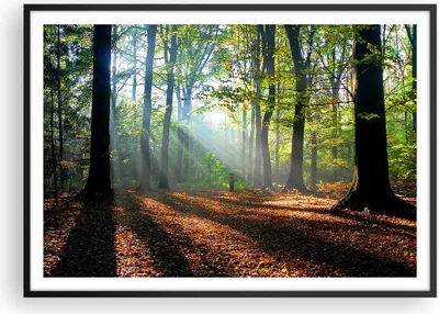 Produktbild von Gerahmtes Poster - Schwarzer Rahmen - Wald Blätter Sonne - 100x70 cm - Wand Bild - Wanddeko - Wandbilder - Kunstposter - Wandposter - Bilderrahmen - Bilder - Kunstdruck - Wandbild - P2BAA100x70-0136