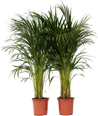 Zdjęcie produktu dla Areka - 2 szt - Dypsis lutescens - Wysokość 100-120cm - ⌀21cm