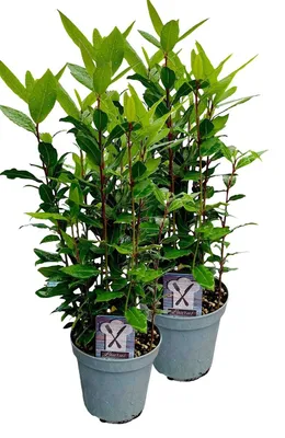 Produktbild von Enseleits 2er Set Lorbeer Pflanze, gewürzlorbeer, Laurus nobilis, im 15cm Topf