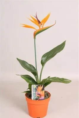 Produktbild von Strelitzia reginae 25 cm Paradiesvogelblume - Königs-Strelitzie