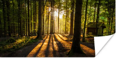 Produktbild von MuchoWow® Poster Sonne - Bäume - Wald - Landschaft - Natur 40x20 cm - Poster für die Wand - Poster Schlafzimmer