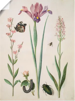 Produktbild von ARTland Poster Admiral, Rose Iris Knabenkraut. Größe: 30x40 cm