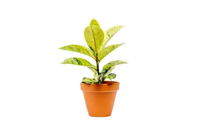 Obrázok produktu pre Gardners Ficus elastica Shivereana, priemer 9 cm