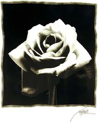 Produktbild von Black & White - Poster - Schwarze Rose Version 2
