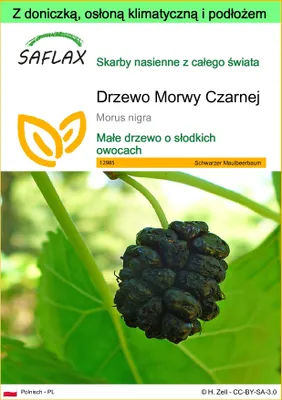 Zdjęcie produktu dla SAFLAX - Garden to go - Drzewo Morwy Czarnej - 200 Nasiona - Z doniczką, pokrywą klimatyczną i podłożem do uprawy - Morus nigra