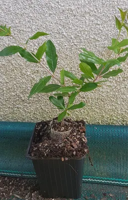 Image de Punica granatum 'Kabylie' / Grenadier à fruit