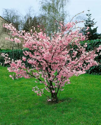 Produktbild von Prunus incisa 'Oshidori', Zierkirsche, rosa Blüten, 30–40 cm