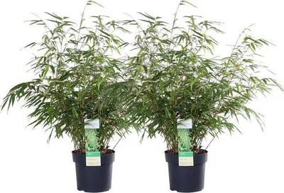 Produktbild von Schirmbambus Fargesia rufa 2er-Set 60cm hoch Ø19cm Immergrüner horstbildender