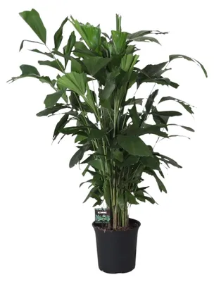 Produktbild von Caryota mitis - 110-120cm - Ø24cm - Zimmerpflanze - Immergrün