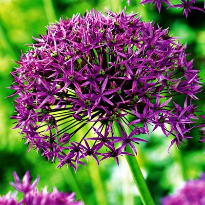 Zdjęcie produktu dla Allium Czosnek Ozdobny Violet Beauty 3 szt Cebulki Kwiatowe Czosnki Ozdobne