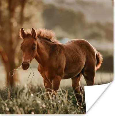 Produktbild von MuchoWow® Poster Pferd - Licht - Wiese 100x100 cm - Babyzimmer