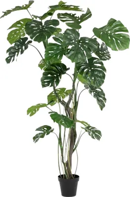 Immagine prodotto di Monstera Artificiale Smeraldo - Mogli | 210 cm, per interni, albero artificiale, proprio come quello vero, adatto a chi soffre di allergie, pratica decorazione di piante, ufficio e soggiorno